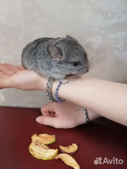 Шиншилла