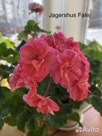 Пеларгония Jagershus Faley