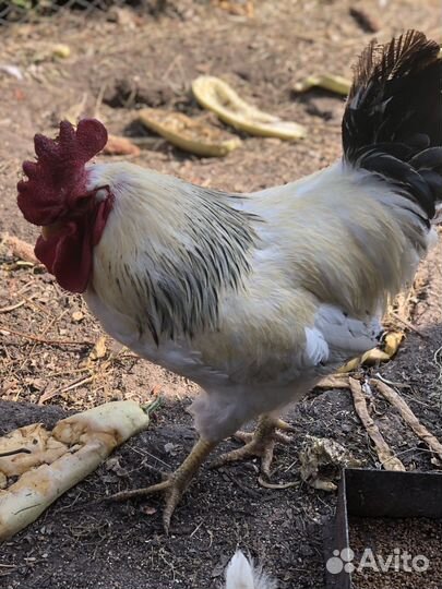 Продается петух