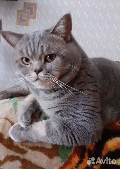 Британский кот. Вязка