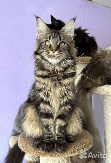 Мейн кун девочка