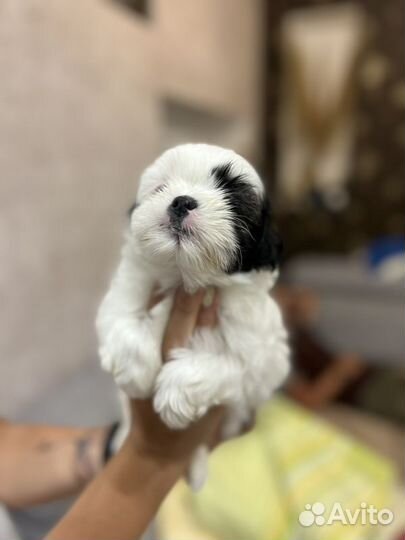 Щенки ши-тцу