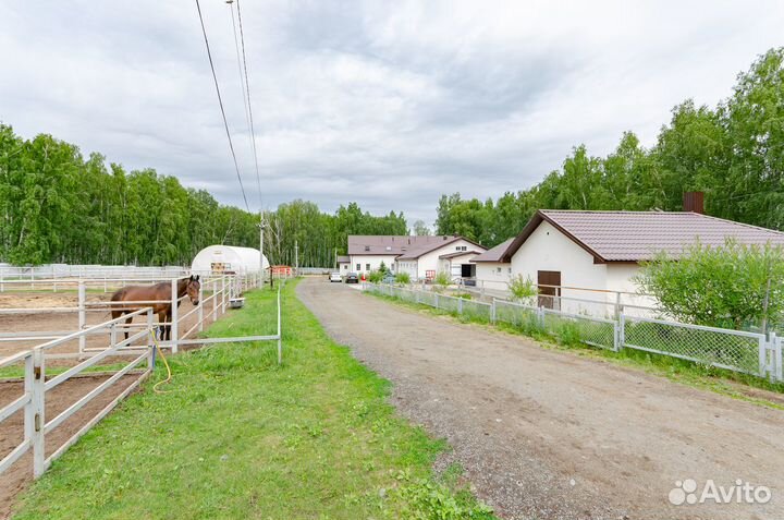 Продается пони ферма «Пинто Бриз»