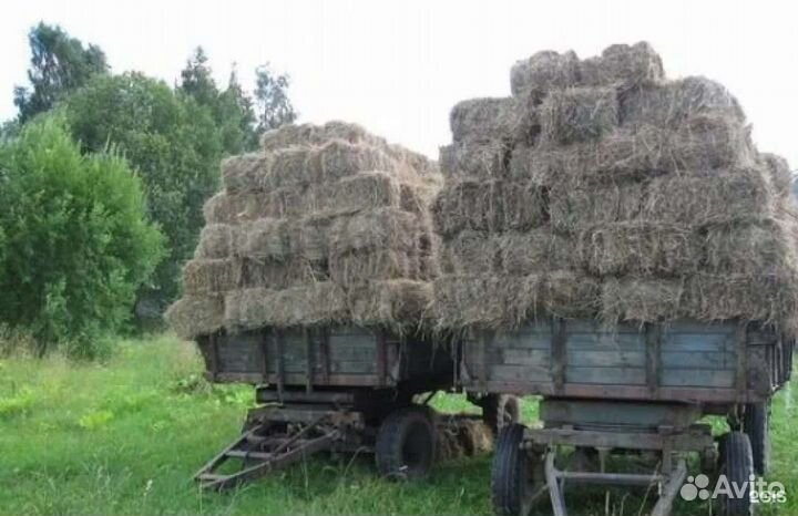 Сено в квадратных тюках