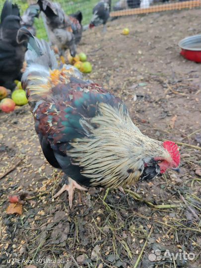 Продам молодых петушков