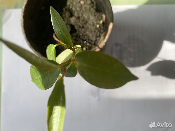 Дипладения (Мандевилла)