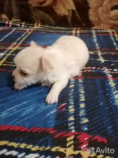 Мальчик чихуахуа