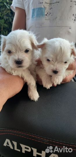 Мальтийская болонка мольтезе