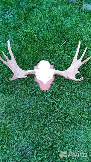 Продаются рога лося на медальоне