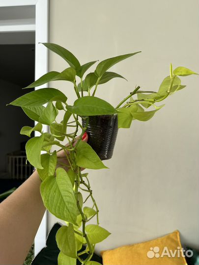 Сциндапсус неон