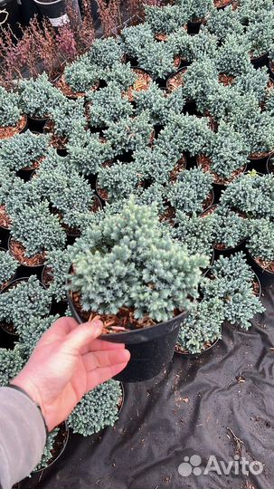 Саженцы можжевельника блю стар