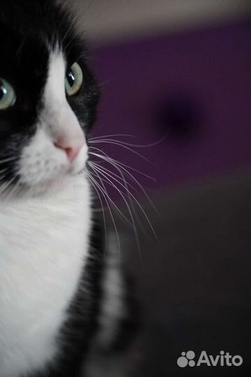 Кошачьи усы