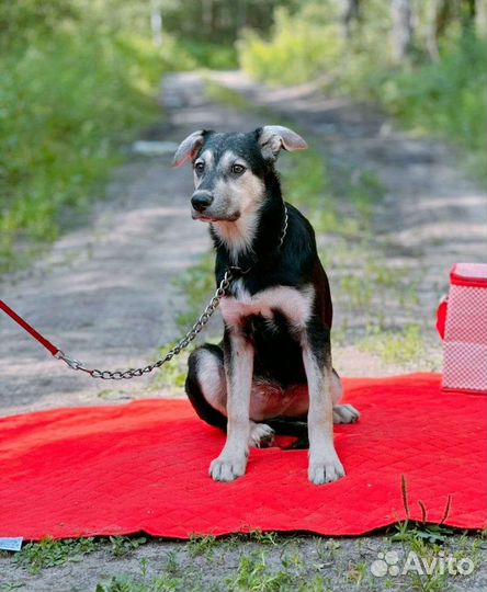 В добрые руки щенок