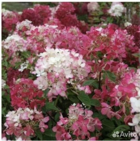 Гортензия метельчатая Пинк Даймонд