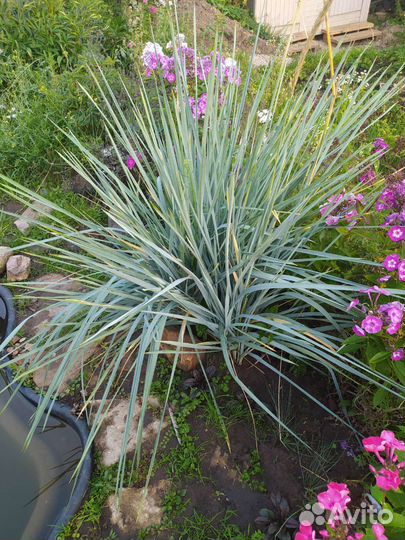 Элимус песчаный