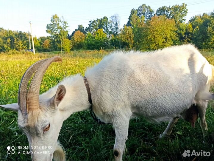 Продаю козу