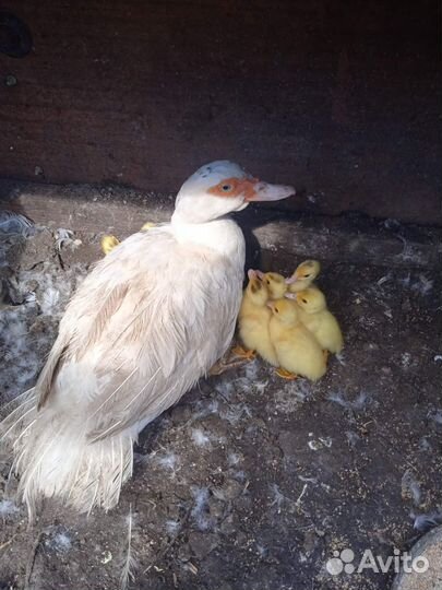 Утка с утятами