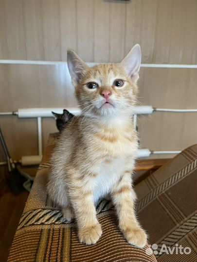 Рыжий котик