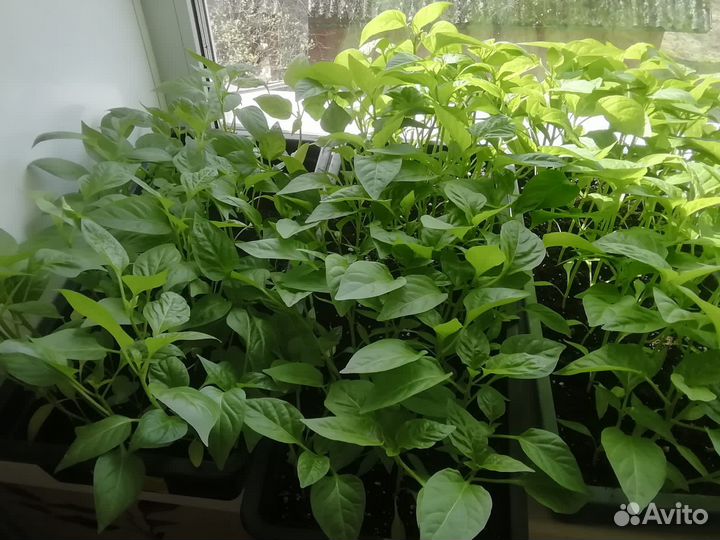 Перец Болгарский сладкий и острый