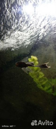 Вуалевый анцитрус