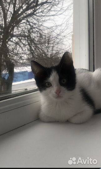 Потерялась кошка