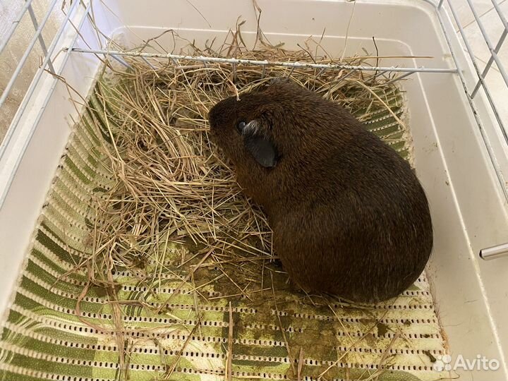 Морские свинки