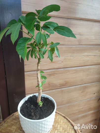 Комнатное растение (Шеффлера древовидная)