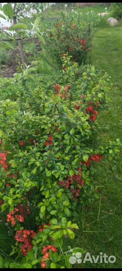 Саженцы японской айвы