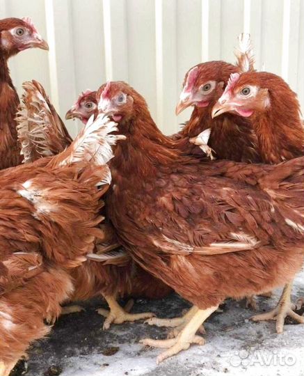 Куры молодки несушки с доставкой до дома
