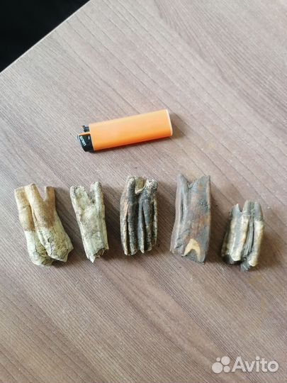 Зубы животных