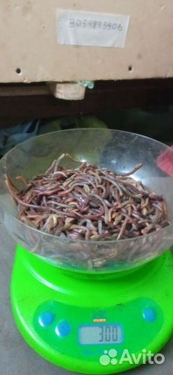 Черви для рыбалки