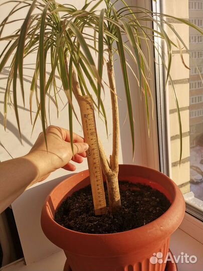 Комнатные цветы драцена