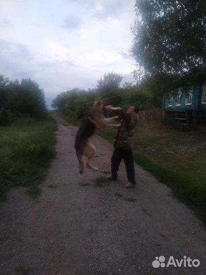 Вязка вео овчарка бесплатно