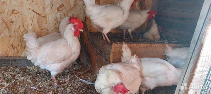 Куры несушки продам