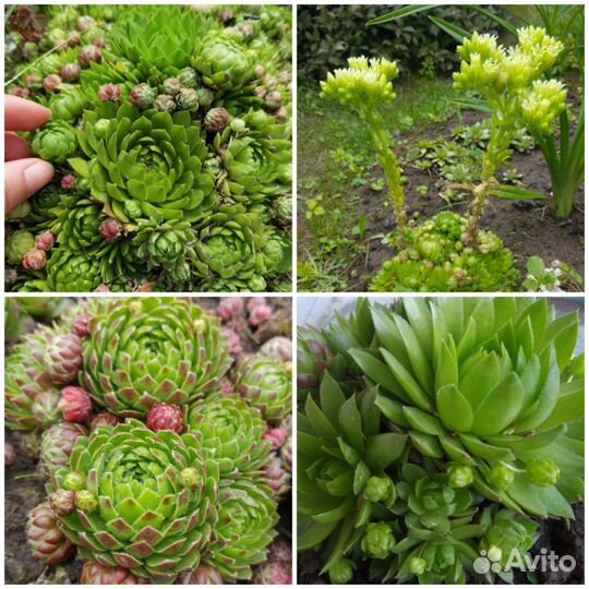 Молодило (каменная роза) разные сорта