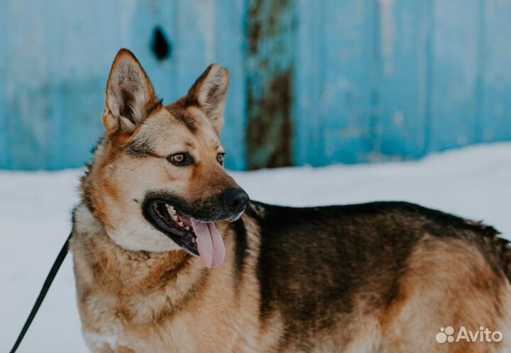 Добрый душевный пес овчароид в добрые руки
