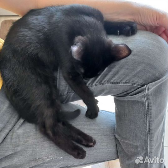 Котёнок мальчик в добрые руки