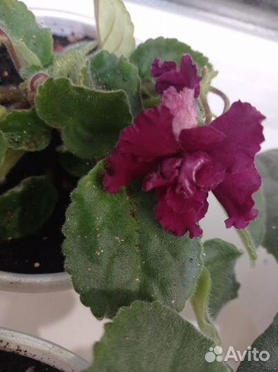 Фиалка химера