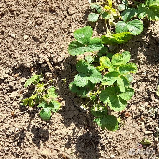 Саженцы земляники клубники