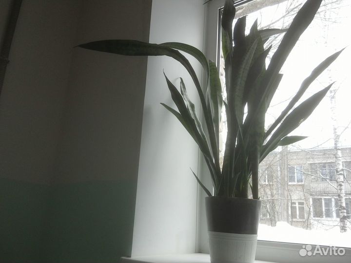 Сансевиерия сортовая, цветет