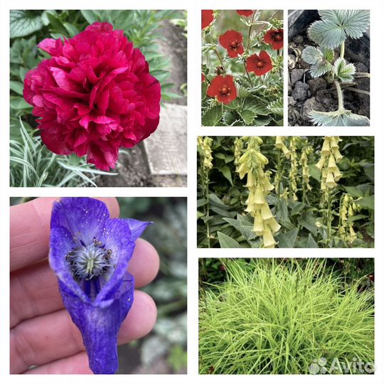 Многолетник цветы - растения наперстянка почтой