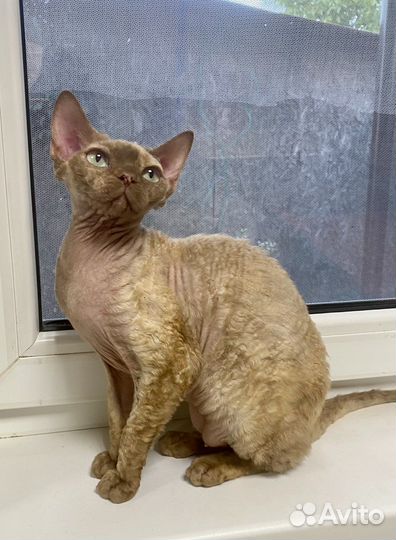 Девон-рекс кошка