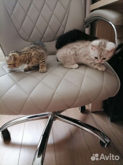 Шотландские вислоухие котята