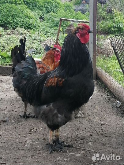 Петухи молодые