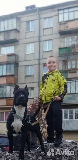 Амстафф вязка