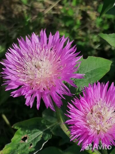 Львиный зев, монарда и др