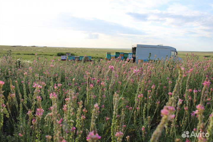 Мёд донниковый - 35 кг - оптом (в куботейнере)