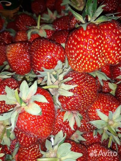 Рассада клубники, земляники