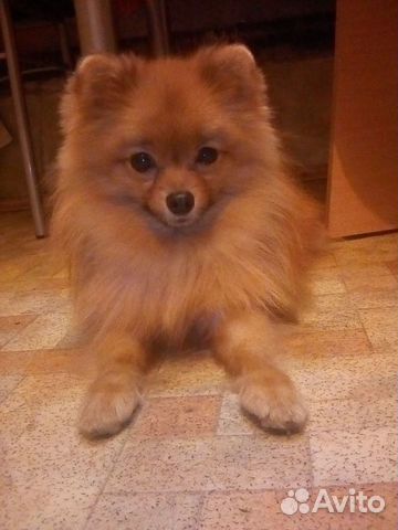 Вязка. Миниатюрный шпиц