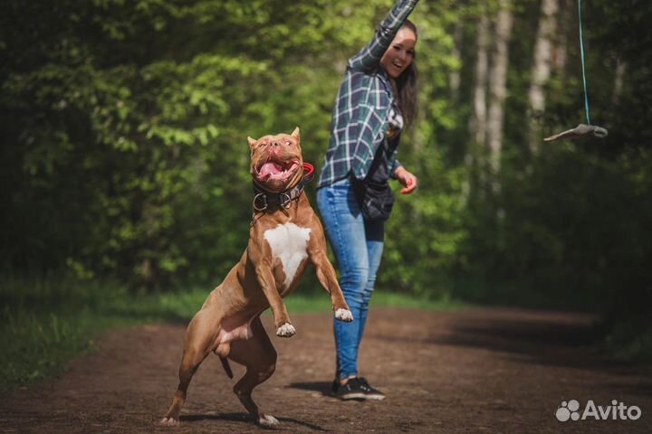 Инструктор-дресировщик(Кинолог)